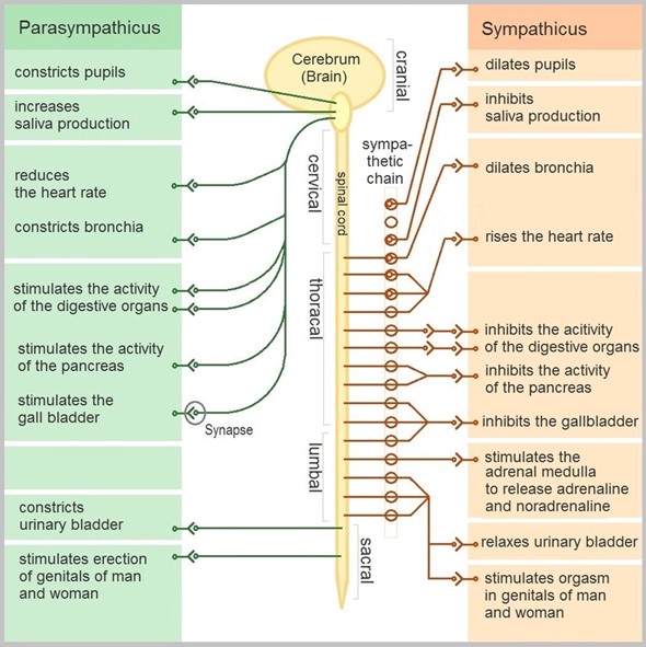 Dysautonomia Diagram